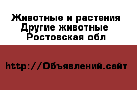 Животные и растения Другие животные. Ростовская обл.